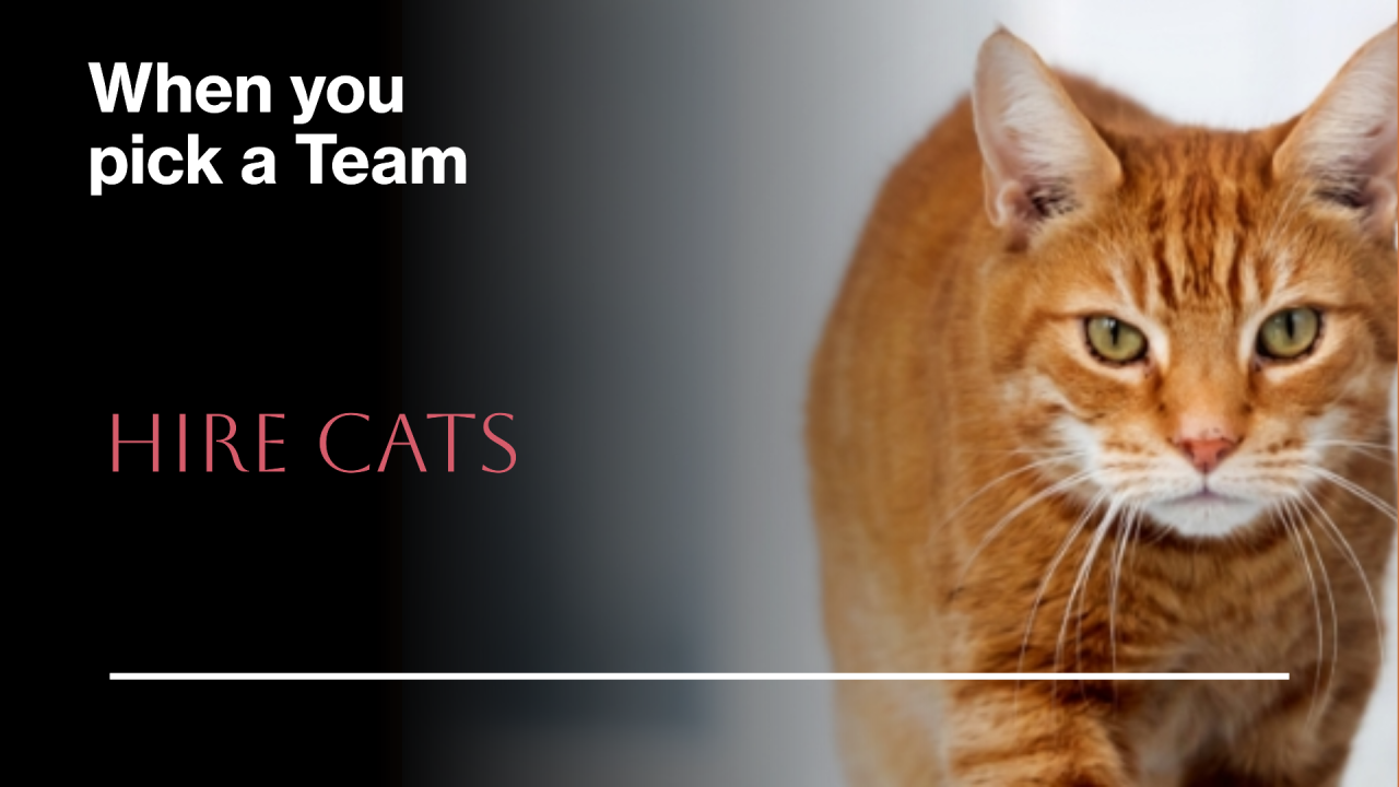 When You Pick a Team...Hire Cats!